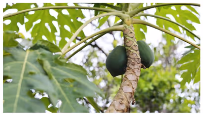 কেন মহিলাদের প্রতিদিনের পাতে পেঁপে রাখার পরামর্শ দেন বিশেষজ্ঞরা, জেনে নিন এর কারণ