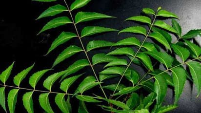 Hair Fall : മുടികൊഴിച്ചിൽ കുറയ്ക്കാൻ ഇതാ ചില പ്രകൃതിദത്ത മാർ​ഗങ്ങൾ 