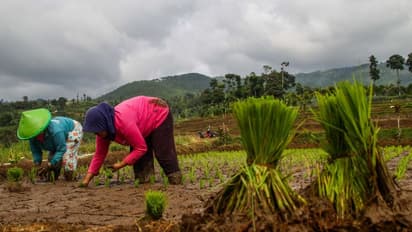 পিএম কিষাণ যোজনার টাকাই নয়, ইউনিয়ন বাজেটে ১৮ লক্ষ কোটি টাকা পর্যন্ত বাড়তে পারে কৃষি ঋণের পরিমানও