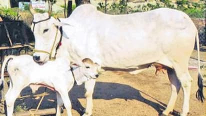 Business Ideas: ఆవుపేడతో నెలకు రూ.3 లక్షల ఆదాయం..ఎలాగో తెలిస్తే ఆశ్చర్యపోతారు..సీఎం సైతం షాకైన బిజినెస్ ఇదే..