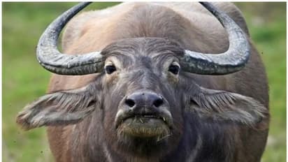 കച്ചവടത്തിനായി കൊണ്ടുവന്ന പോത്ത് വിരണ്ടോടി, മണിക്കൂറുകള്‍ നീണ്ട പരാക്രമത്തില്‍ യുവാവിന് ദാരുണാന്ത്യം