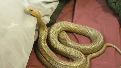 Snakes: வெயிலுக்கு இதமாக குளிர்ந்த வீடுகளை தேடும் நாக பாம்புகள்...நாம் விழிப்புடன் இருக்கும் காலம் இது..!