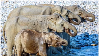 സൂക്ഷിച്ച് നോക്കൂ, ഈ ചിത്രത്തിൽ എത്ര ആനകളുണ്ട് ?