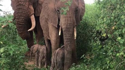 Twin elephants : അപൂർവം, കെനിയയിൽ ഇരട്ട ആനക്കുട്ടികൾ പിറന്നു