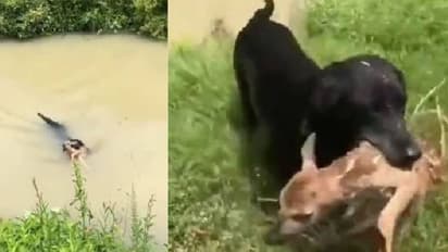Dog saves deer : മരണമുഖത്ത് നിന്നും മാൻകുട്ടിയെ രക്ഷിച്ച് നായ, 'ഹീറോ' തന്നെയെന്ന് സോഷ്യൽ മീഡിയ