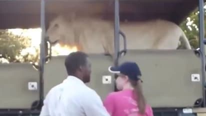 जंगल में घूम रहे पर्यटकों को 'किंग खान' ने रोका, बोले-तुम लोग उतरो अब मैं बैठूंगा