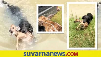 ನೀರಿನಲ್ಲಿ ಮುಳುಗುತ್ತಿದ್ದ ಜಿಂಕೆಮರಿಯನ್ನು ರಕ್ಷಿಸಿದ ಮುದ್ದು ಶ್ವಾನ