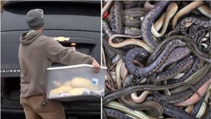 Venomous Snakes : വീടിനുള്ളിൽ മരിച്ച് കിടന്ന 49 കാരന് ചുറ്റും ഉഗ്ര വിഷമുള്ള 125ഓളം പാമ്പുകൾ