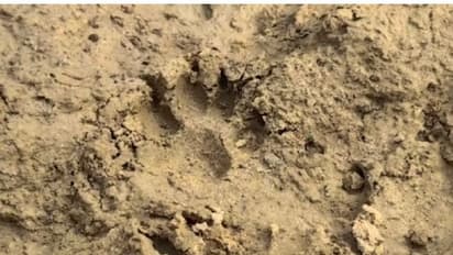 ফের অজানা জন্তুর পায়ের ছাপ, নেকড়ে জাতীয় প্রাণীর পায়ের ছাপ বলে প্রাথমিক ধারণা বনদপ্তরের কর্মীদের