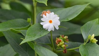 വീട്ടിൽ പവിഴമല്ലി ഉണ്ടായാൽ ഐശ്വര്യം