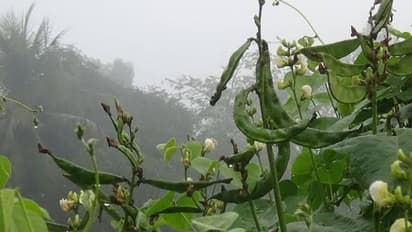 Murshidabad Agriculture: টানা বৃষ্টি-কুয়াশায় মুর্শিদাবাদ জুড়ে চাষে ব্যাপক ক্ষতি