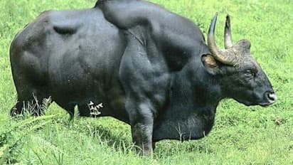 കാട്ടുപോത്തിന്റെ ആക്രമണത്തിൽ മറയൂരിൽ കർഷകൻ കൊല്ലപ്പെട്ടു