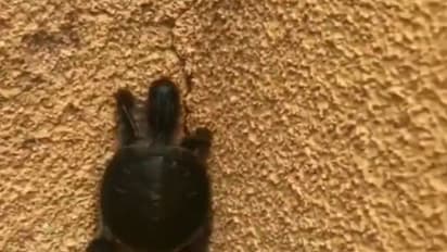 आपने पहले कभी नहीं देखी होगी कुछए की ऐसी चाल, वीडियो देख हैरान हुए लोग, बोले- जरूर ऊपर पिज्जा रखा होगा