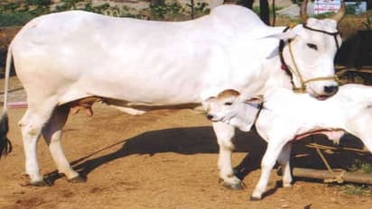 UP प्रशासन ने जारी किया आदेश-निराश्रित पशु नहीं मिलने चाहिए घूमते, नहीं तो CDO, CVO व DPRO होंगे जिम्मेदार