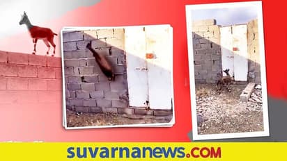 ಪಾರ್ಕರ್‌ ಸ್ಟೈಲ್‌ನಲ್ಲಿ ಗೋಡೆ ಏರಿ ನಿಂತ ಮೇಕೆ... ವಿಡಿಯೋ ವೈರಲ್‌