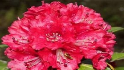 அடி தூள்.. கொரோனாவை அழிக்க இந்த ஒரு ' பூ ' போதும்.. உலக நாடுகளை அலறவிட்ட ஐஐடி ஆராய்ச்சி.