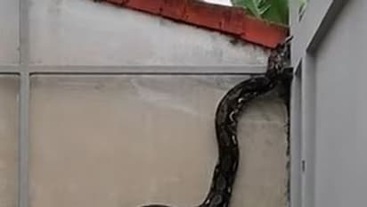 Shocking! जब खड़ी दीवार पर चढ़ गया विशालकाय सांप, वीडियो देख आप भी हो जाएंगे अचंभित