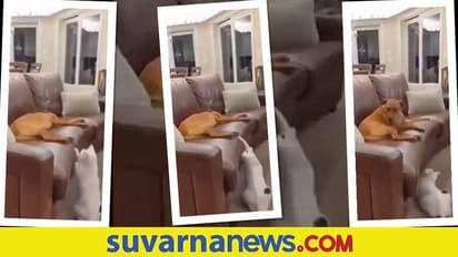 ನಾಯಿಯೊಂದಿಗೆ ಬೆಕ್ಕಿನ ಚೆಲ್ಲಾಟ... ನಿದ್ರಿಸಲು ಬಿಡದೇ ಕಾಟ.. ಮುದ್ದಾದ ವಿಡಿಯೋ ವೈರಲ್