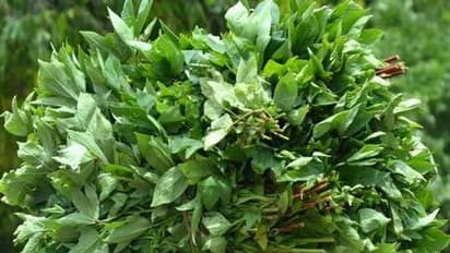 ఇది తింటే చాలు... వ్యాధులు అన్ని మాయం.. గోంగూరతో ఎన్ని రకాల ప్రయోజనాలో తెలుసా?