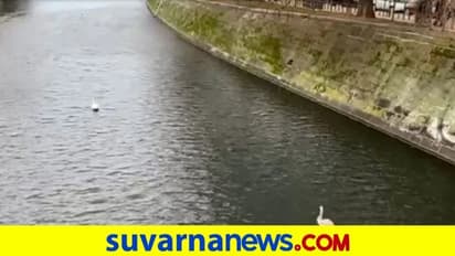 ದಿಕ್ಕು ತಪ್ಪಿ ರಸ್ತೆಯಲ್ಲಿ ತಿರುಗಾಡುತ್ತಿದ್ದ ಬಾತುಕೋಳಿಗೆ ನೆರವಾದ ಮಹಿಳೆ