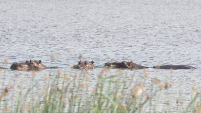 അപരിചിതരെയും കൂട്ടുകാരെയും തിരിച്ചറിയാം, അപരിചിതരെ കണ്ടൂടാ, ഹിപ്പോകളെ കുറിച്ച് പുതിയ പഠനം