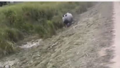 जंगल सफारी का लुफ्त उठा रहे थे पर्यटक, गैंडे ने दो किमी तक सरपट दौड़ाया, देखिए हैरान करने वाला ये वीडियो