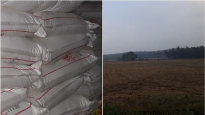 പച്ചപ്പുല്ലിന്റെ ക്ഷാമത്തോടൊപ്പം കാലിത്തീറ്റയുടെ വിലവര്ധനയും; കുറയാതെ ക്ഷീരകര്ഷകരുടെ പ്രതിസന്ധി