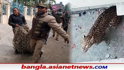 দিনভর Coochbehar শহরে চলল বাঘের দাপাাপি, বন দপ্তরের ঘুমপাড়ানি ইঞ্জেকশনেই খাঁচা বন্দি চিতা