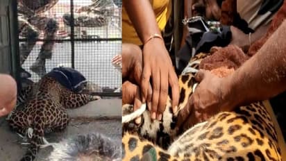 சிக்கியது மக்களை அலறவிட்ட சிறுத்தை... மயக்க ஊசி போட்டு பிடித்த வனத்துறை!!