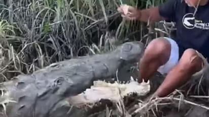 खाना खिला रहे लड़के पर मगरमच्छ ने किया हमला, देखें Shocking Video, यूजर्स ने ऐसे लगाई क्लास
