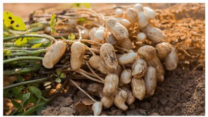 Benefits of groundnut: பெண்களுக்கு இதயம், நீரிழிவு பிரச்சனைகளை தீர்த்து...நன்மைகளை அள்ளி தரும் வேர்க்கடலை...!!