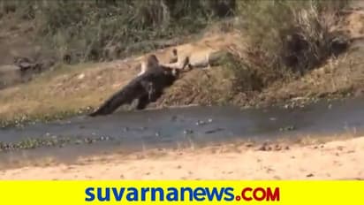 ಆಹಾರಕ್ಕಾಗಿ ಹೋರಾಟ...  ಜಿಂಕೆಯನ್ನು ಕಚ್ಚಿ ಅತಿಂದಿತ್ತ ಎಳೆದಾಡಿದ ಸಿಂಹ, ಮೊಸಳೆ