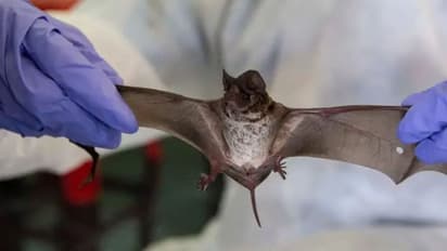 NeoCov: "நியோ-கோவ்".. கண்டுபிடிக்கப்பட்ட புது கொரோனா வைரஸ் !!