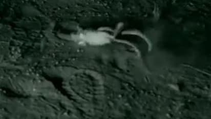 हीरो की तरह सांप से भिड़ गया चूहा, दिया हर वार का मुंहतोड़ जवाब, देखिए चौंकाने वाला ये वीडियो