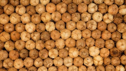 liquid cocaine :  തേങ്ങാ വെള്ളം മാറ്റി മയക്കുമരുന്ന് നിറച്ച് കള്ളക്കടത്ത്, പിടികൂടിയത് 20,000 തേങ്ങകള്‍!