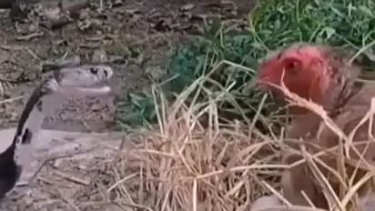 अपने बच्चों को बचाने के लिए जहरीले सांप से भिड़ गई मुर्गी, जानिए फिर क्या हुआ