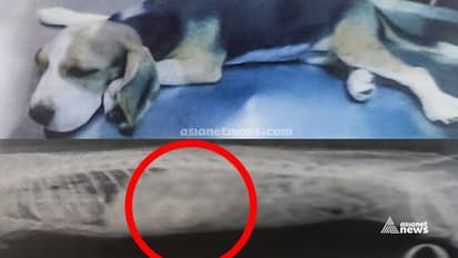 പട്ടിക്ക് വിജയകരമായി ശസ്ത്രക്രിയ നടത്തി; വിഴുങ്ങിയ മാസ്ക് പുറത്തെടുത്തു