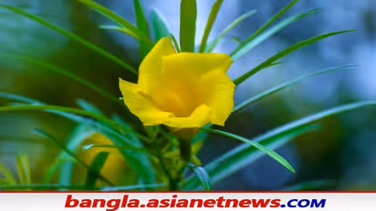 Vasu Tips for Money: বাড়িতে এই গাছ থাকা মানেই সব সময় হবে টাকার বৃষ্টি, জেনে নিন বাস্তুর নিয়ম