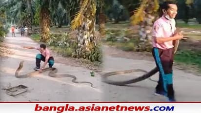 হাতের কেরামতিতেই বিশালাকার গোখরো ধরছেন এই ব্যক্তি, সোশ্যাল মিডিয়ায় তুমুল Viral Video