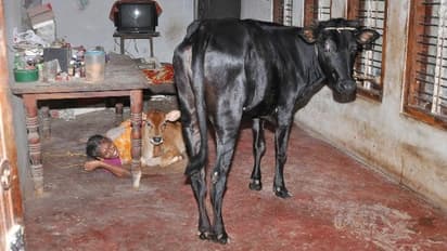പശുക്കളെയും കിടാങ്ങളെയും മക്കളെപ്പോലെ വളര്‍ത്തുന്ന ഉഷാദേവി, ഊണും ഉറക്കവും അവര്‍ക്കൊപ്പം