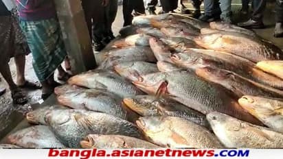 দিঘা মোহনায় মৎসজীবীদের জালে কয়েক কোটি টাকার ভোলা, খুশির হাওয়া মেদিনীপুরে