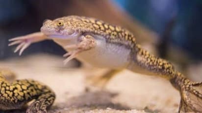 Frog Limbs : കാൽ മുറിച്ച തവളയ്ക്ക് പുതിയ കാൽ വളർത്തിയെടുത്തു, പരീക്ഷണത്തിൽ വിജയിച്ച് ഗവേഷകർ