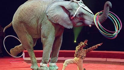 Life Management: सर्कस में हाथी पतली रस्सी से बंधे थे, ये आश्चर्यजनक था…कारण जानकर सभी हैरान रह गए