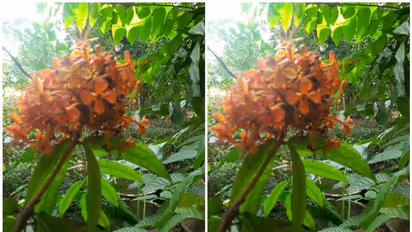 വീട്ടിൽ അശോക മരം നടണമെന്ന് പറയുന്നതിന്റെ കാരണം...