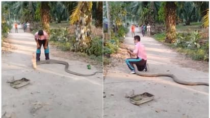 ഭീമൻ രാജവെമ്പാലയെ കൈകൊണ്ട് പിടിച്ച് യുവാവ്; വീഡിയോ