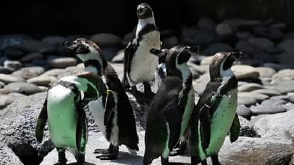 Same sex penguins : മുട്ടയ്ക്ക് അടയിരുന്ന് ​സ്വവർ​ഗാനുരാ​ഗികളായ ആൺപെൻ​ഗ്വിനുകൾ, കുഞ്ഞ് പിറന്നു!