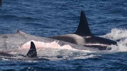 Orcas killing blue whale : ഭയാനകം ഈ രം​ഗം, നീലത്തിമിം​ഗലത്തെ വേട്ടയാടിക്കൊന്ന് കൊലയാളിത്തിമിം​ഗലങ്ങൾ!