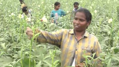 নিত্য সঙ্গী আর্থিক অনটন, নিট পাশ করে 'স্বপ্ন' ভুলে কৃষিকাজে মন মাদুরাইয়ের পড়ুয়ার