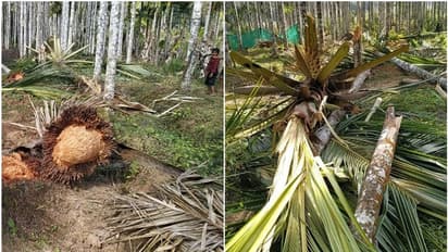 റബ്ബറിലേക്കും കമുകിലേക്കും മാറിയിട്ടും തത്തയ്ക്ക് രക്ഷയില്ല, വില്ലനായി കാട്ടാന, ധോണിയിൽ വീണ്ടും കാട്ടാനയിറങ്ങി