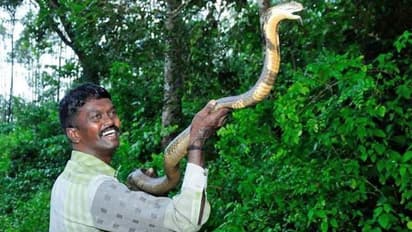 பிரபல பாம்பு பிடி மன்னனை கடித்த ‘நல்ல பாம்பு..’ மருத்துவமனையில் தீவிர சிகிச்சை.. வைரல் வீடியோ !